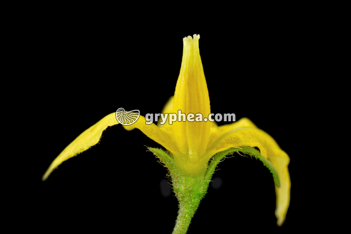 Tomate (Solanum lycopersicum ) - Fleur en vue latérale  - gryphea.com